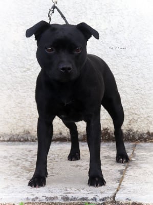Étalon Staffordshire Bull Terrier - Pepper black Of Hurricane Stafford