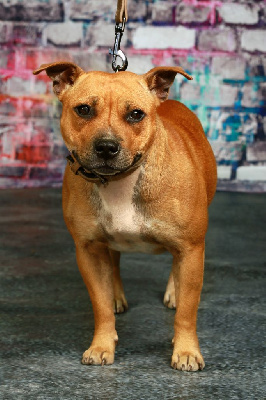 Étalon Staffordshire Bull Terrier - Sweety red Des Narcisses Du Royaume D'egypte