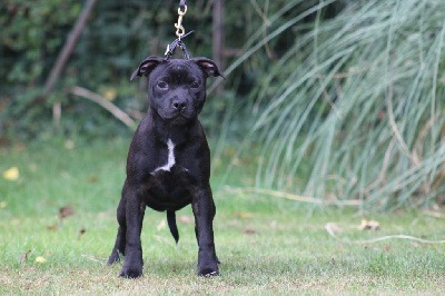 Étalon Staffordshire Bull Terrier - jedymastaff Black star