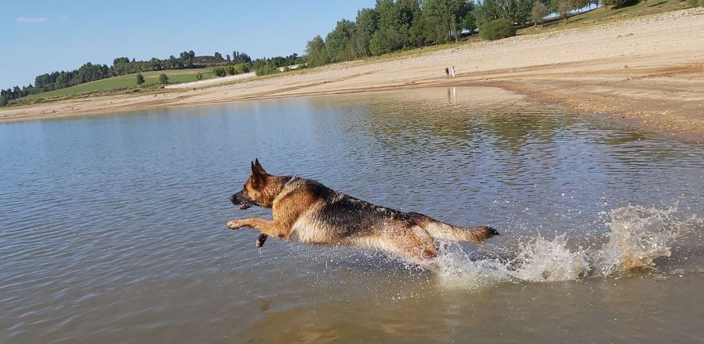 Les Berger Allemand de l'affixe   des Loups du Château de la Largade