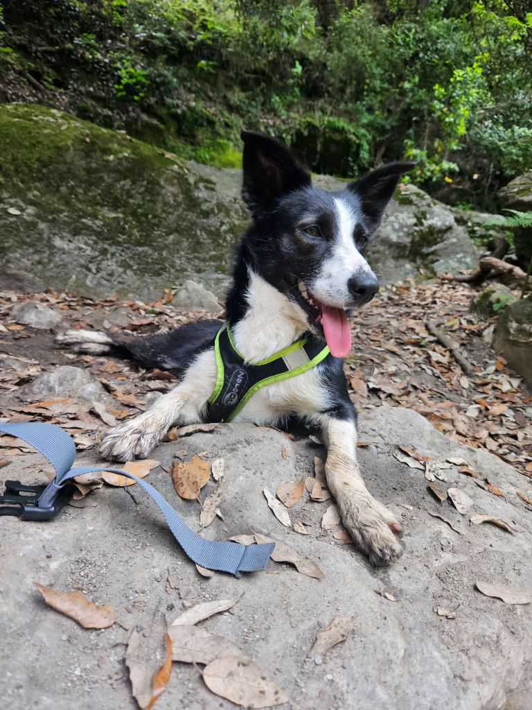 Les Border Collie de l'affixe   des terres de miat