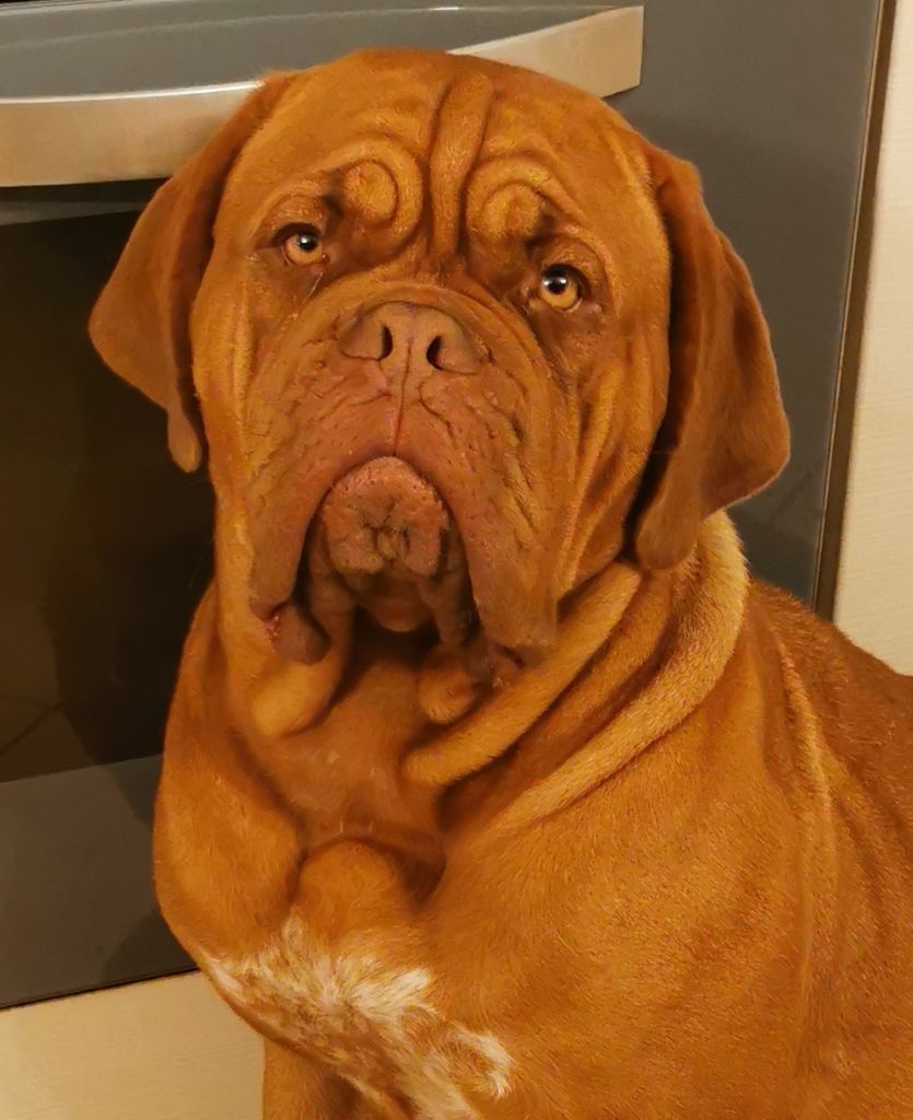 Les Dogue de Bordeaux de l'affixe   d'Apres Vénus