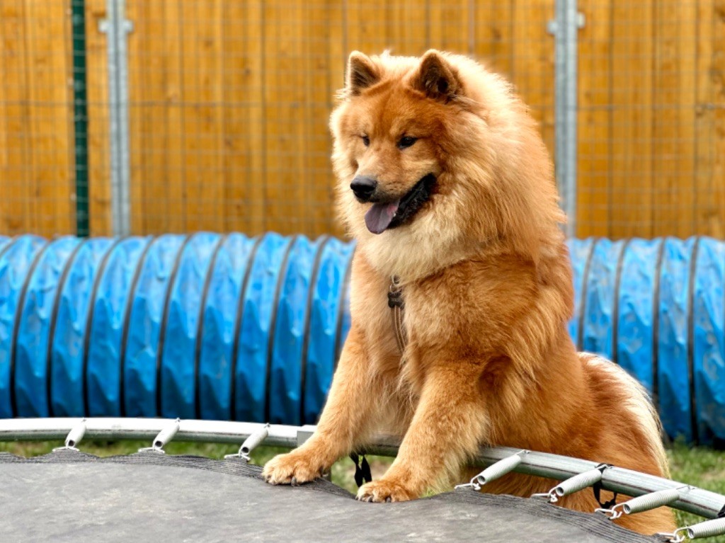 Pannello Per Cani Eurasier 30x15 Cm – Targa Personalizzata Resistente Alle Intemperie