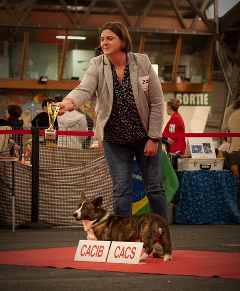 Les Welsh Corgi Cardigan de l'affixe   Brissac Classic