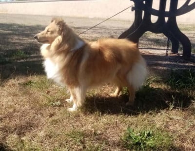 Étalon Shetland Sheepdog - Texane de la petite étoile
