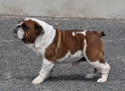 Étalon Bulldog Anglais - Prestigieuse et insolente des bulls des hautes falaises