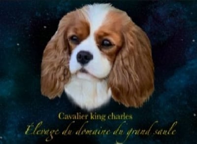 Étalon Cavalier King Charles Spaniel - Perfect yum yum Moments Of Harmony
