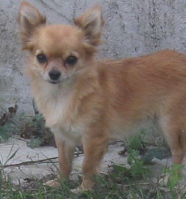 Étalon Chihuahua - Shaiussette Du Domaine Des Beautés Divines