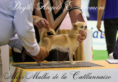 Étalon Chihuahua - Miss malha De la catllannaise