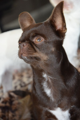 Étalon Chihuahua - malenkoye korolevstvo Amour talyne