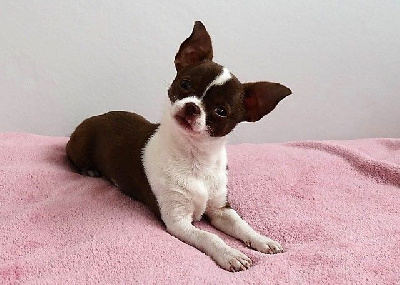 Étalon Chihuahua - Nazca (Sans Affixe)