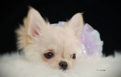 Étalon Chihuahua - malenkoye korolevstvo Galaxy pearl