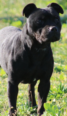 Étalon Staffordshire Bull Terrier - Raelyn black pearl De La Tendre Puissance