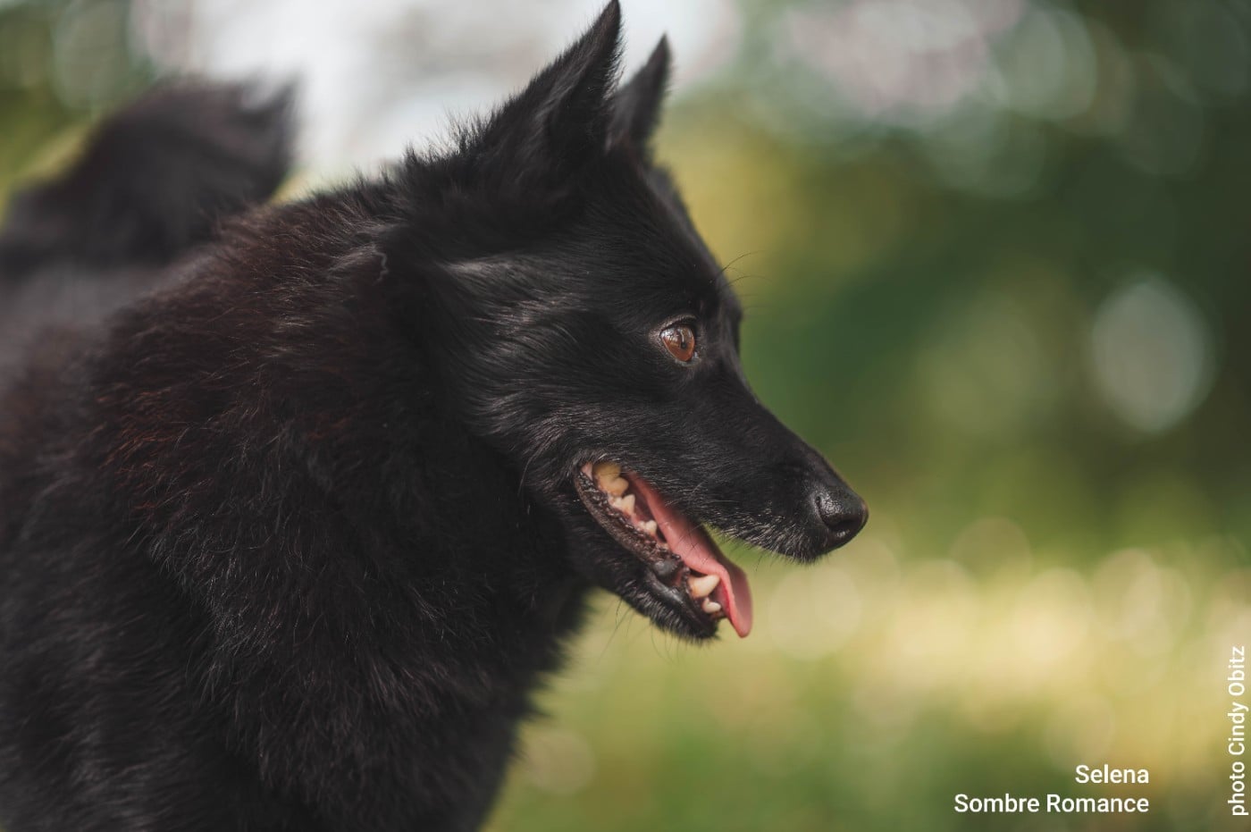 Les Schipperke de l'affixe   Sombre Romance