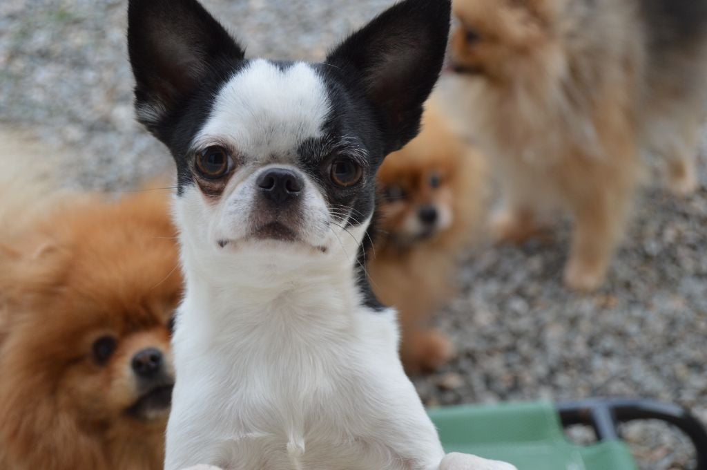 Les Chihuahua de l'affixe   Des Oursons Du Dérot
