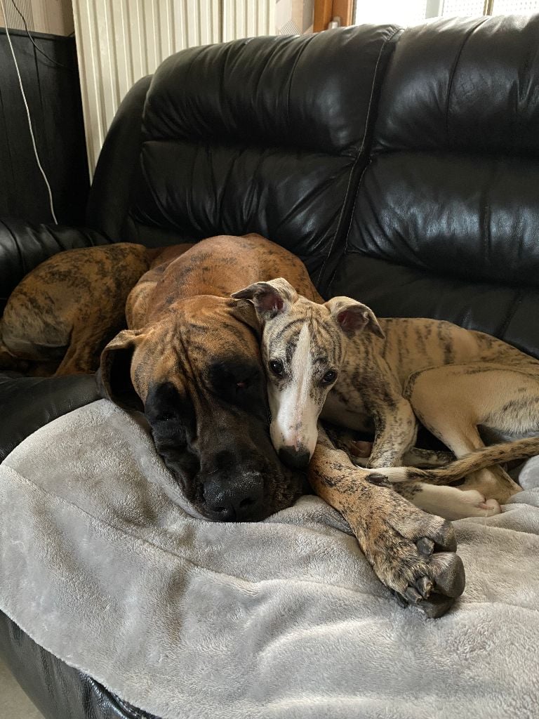 Les Whippet de l'affixe   Des Soft Madnesses