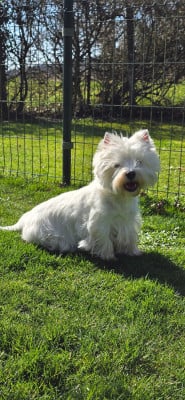 Étalon West Highland White Terrier - Shine Du Domaine Du Val De Lucy