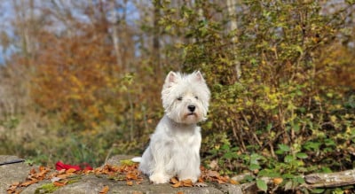Étalon West Highland White Terrier - Sky De Whities West