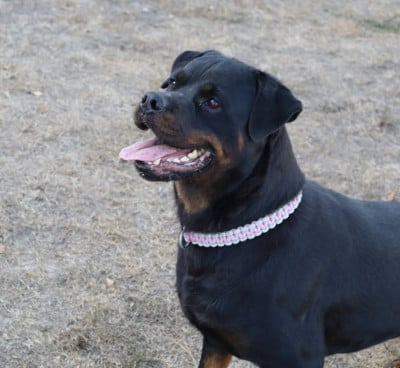 Étalon Rottweiler - Salya Die Leidenschaft Vom Hofhund