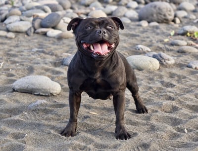Étalon Staffordshire Bull Terrier - Una luna negra (Sans Affixe)
