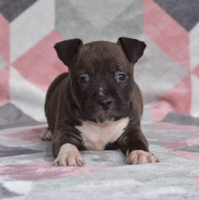 Étalon American Staffordshire Terrier - Hardstone's Tamara