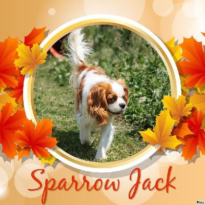Étalon Cavalier King Charles Spaniel - Sparrow jack des Joyaux d'Alésia