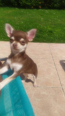 Étalon Chihuahua - Sweety darling Des Loves Didi