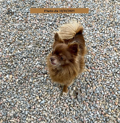 Étalon Chihuahua - Neggets Des Minis Trésors
