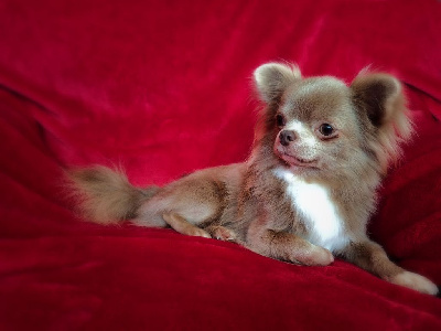 Étalon Chihuahua - Teiki Du Repère Des Poilus