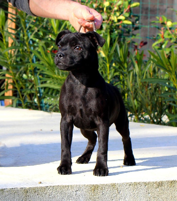 Étalon Staffordshire Bull Terrier - Terrier's Paradise Up and down