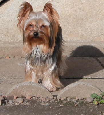 Étalon Yorkshire Terrier - Tbelle Du Val De Clavernau