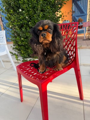 Étalon Cavalier King Charles Spaniel - Tudor elizabeth des brandes de beaulieu