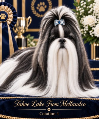 Étalon Shih Tzu - Tahoe lake From Mellandco