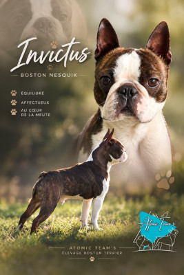 Étalon Boston Terrier - invictus boston Nesquik