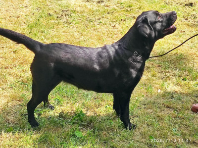 Étalon Labrador Retriever - Utah beach Du Petit Vey