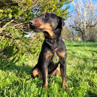 Étalon Terrier de chasse allemand - Uriane Des Combes Du Ventoux
