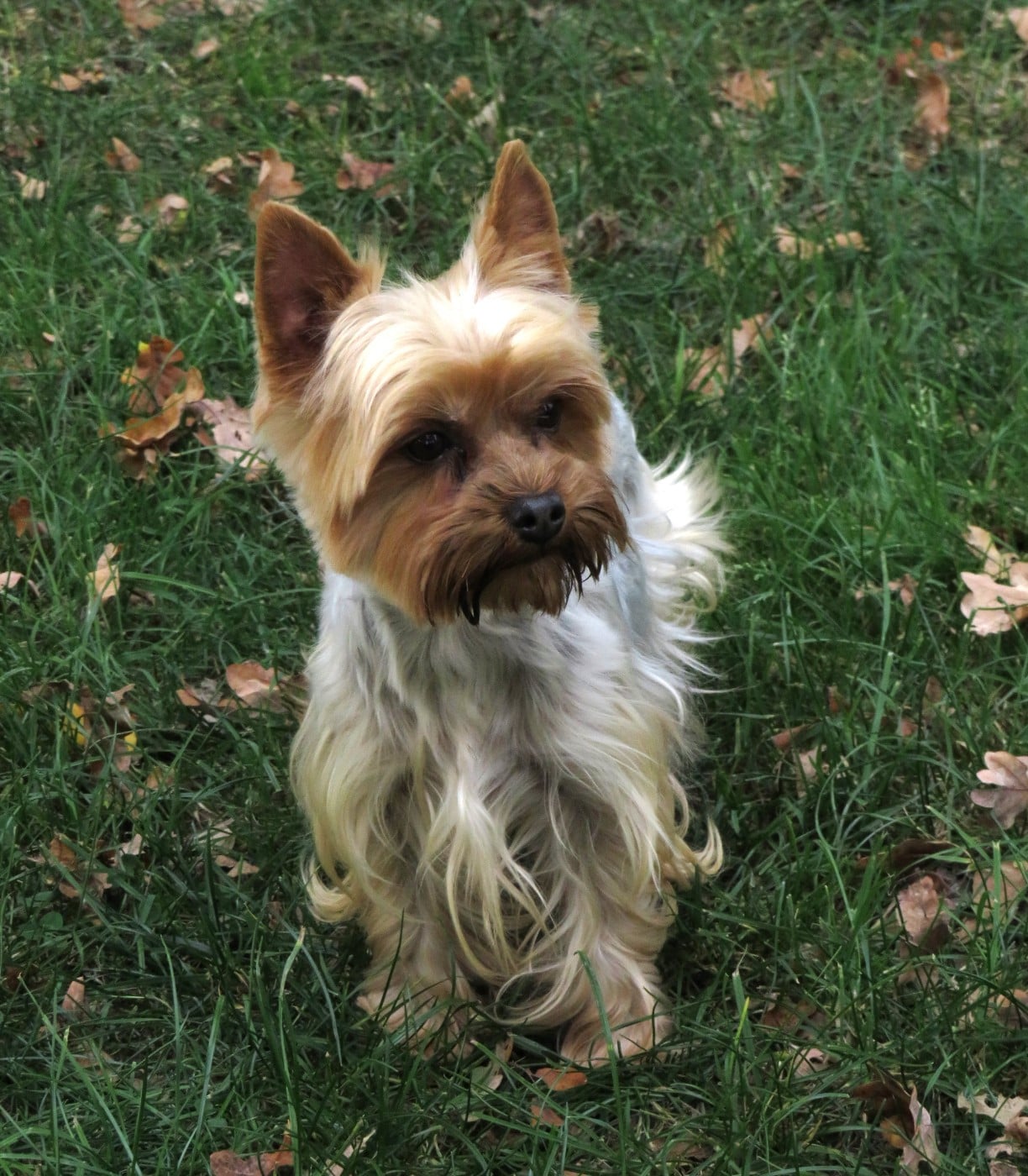 Les Yorkshire Terrier de l'affixe   Des Vents D'Océan