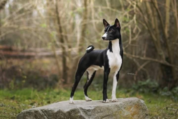 Les Basenji de l'affixe   Mifugo Peponi