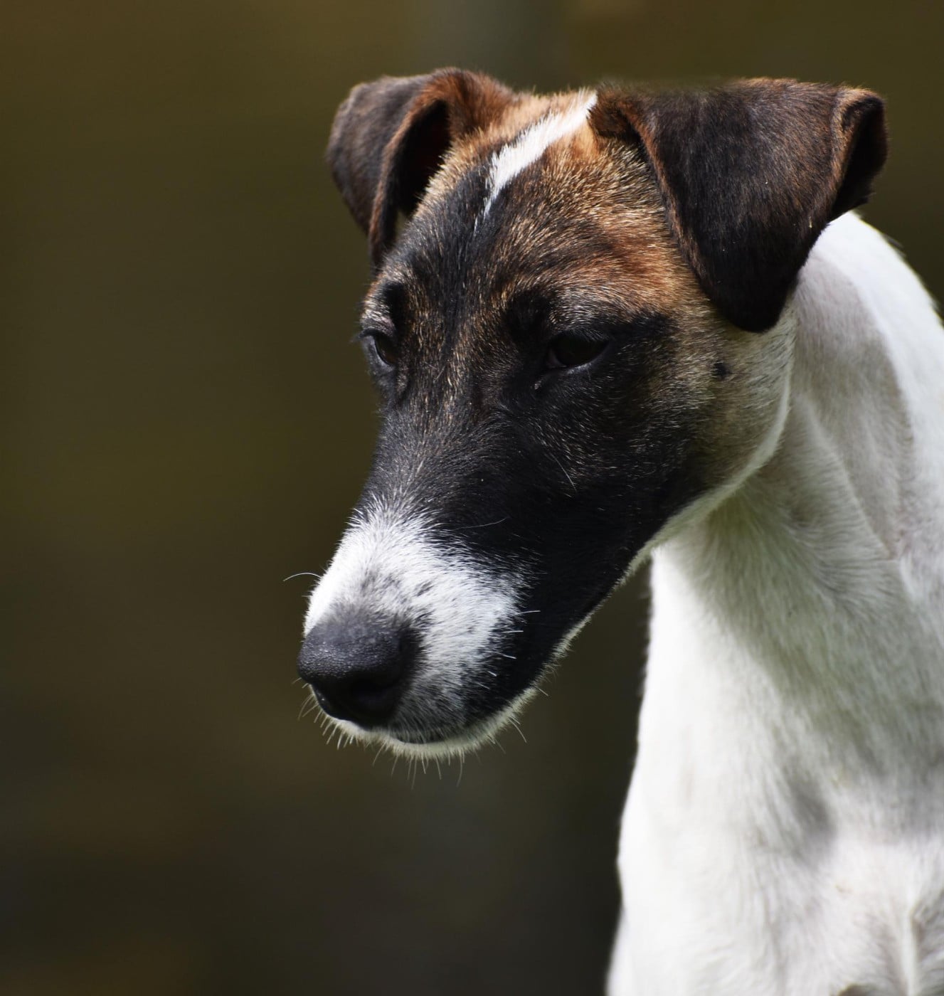 Les Fox Terrier Poil lisse de l'affixe   de l'antre des jacks
