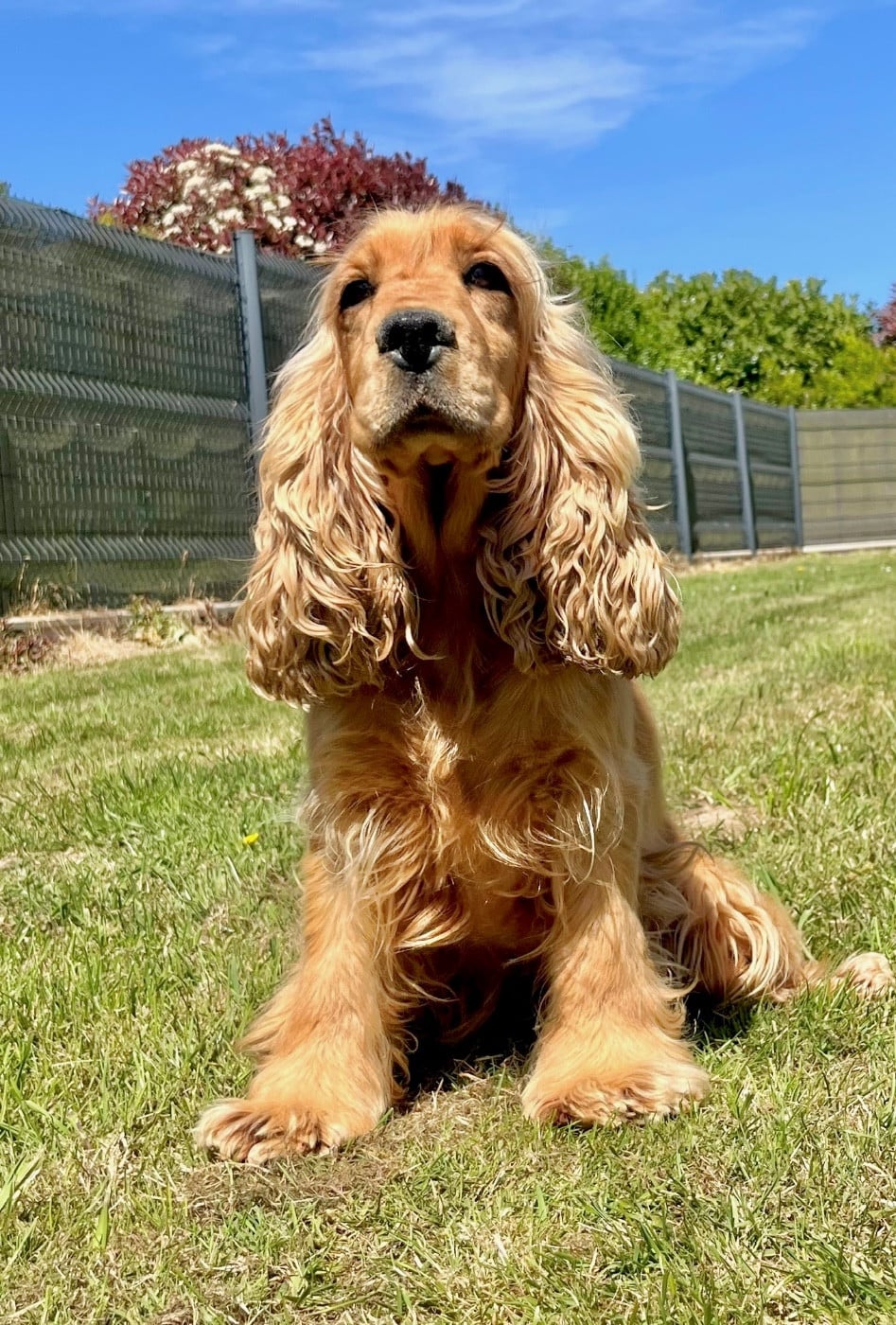 Les Cocker Spaniel Anglais de l'affixe   Des Vents D'Océan