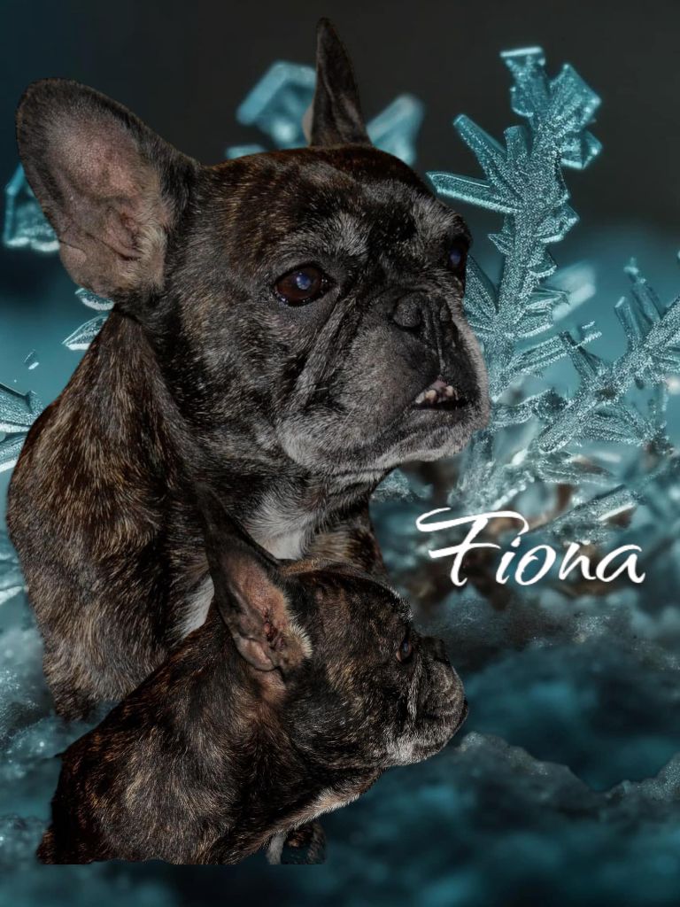 Les Bouledogue français de l'affixe   De La Vallée D'Asgard