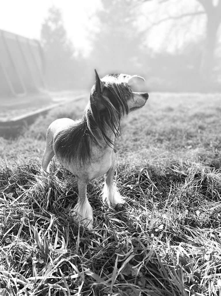 Les Chien chinois à crête de l'affixe   des Trésors des Petites Collines