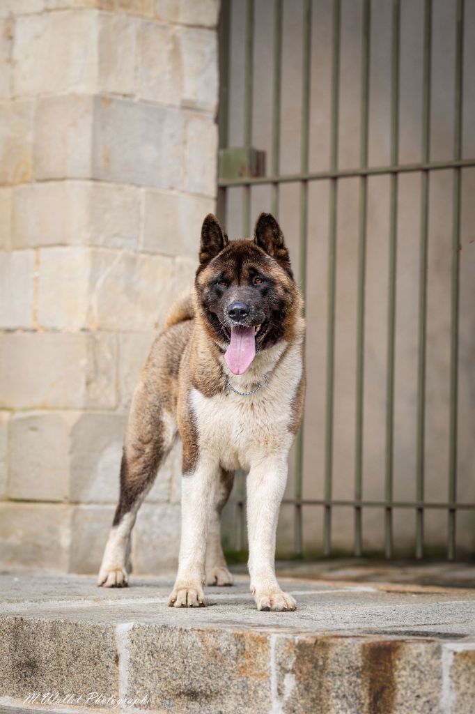 Les Akita americain de l'affixe   Of Majestic's Bears