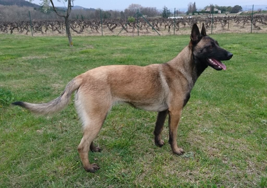 Les Berger Belge de l'affixe   Francoise Roussin