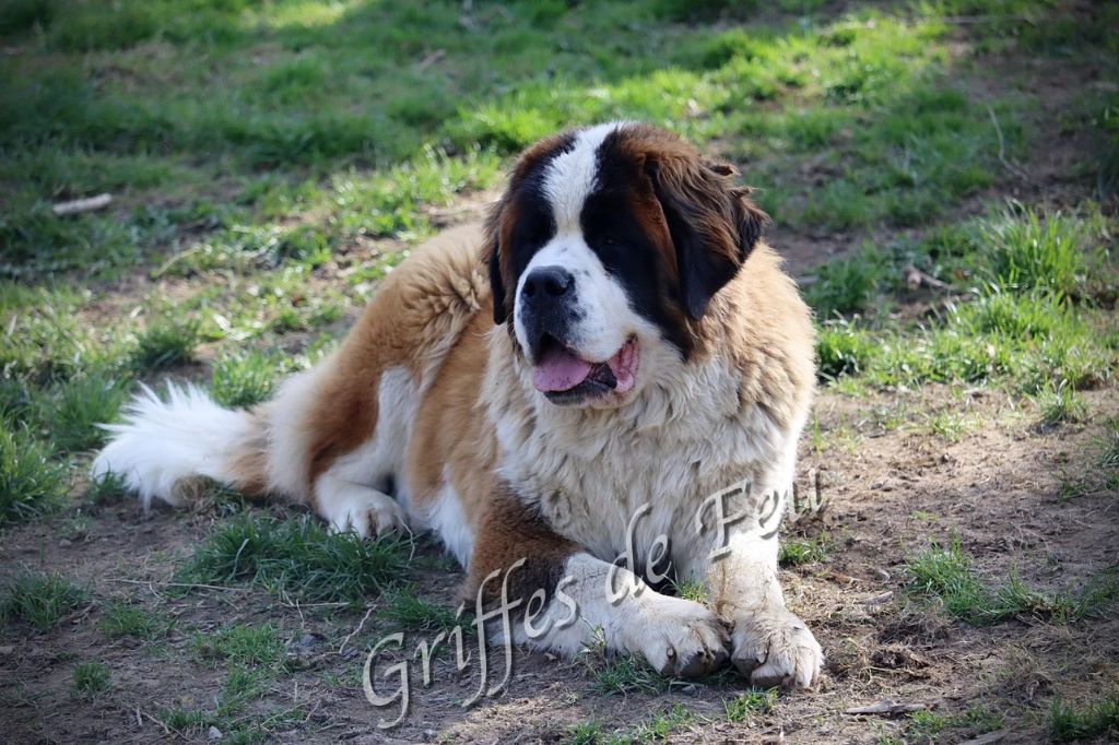 Sarabi des préludes du chassignolan