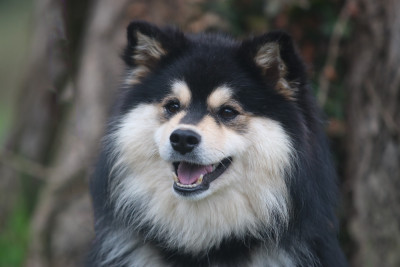 Étalon Chien finnois de Laponie - Unger games effie Du Pays Des Mille Lacs