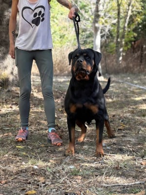 Étalon Rottweiler - Uccia Des Princes De L'albinol
