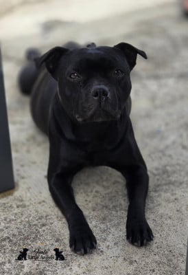 Étalon Staffordshire Bull Terrier - Teyla emmagan Des Guerriers Marseillais