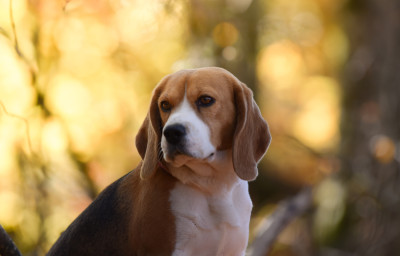 Étalon Beagle - Tamise Du Domaine Des Pattes Dorées