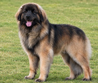 Étalon Leonberger - U'Mufasa Hadimalaïka Des Terres De Sigiriya}